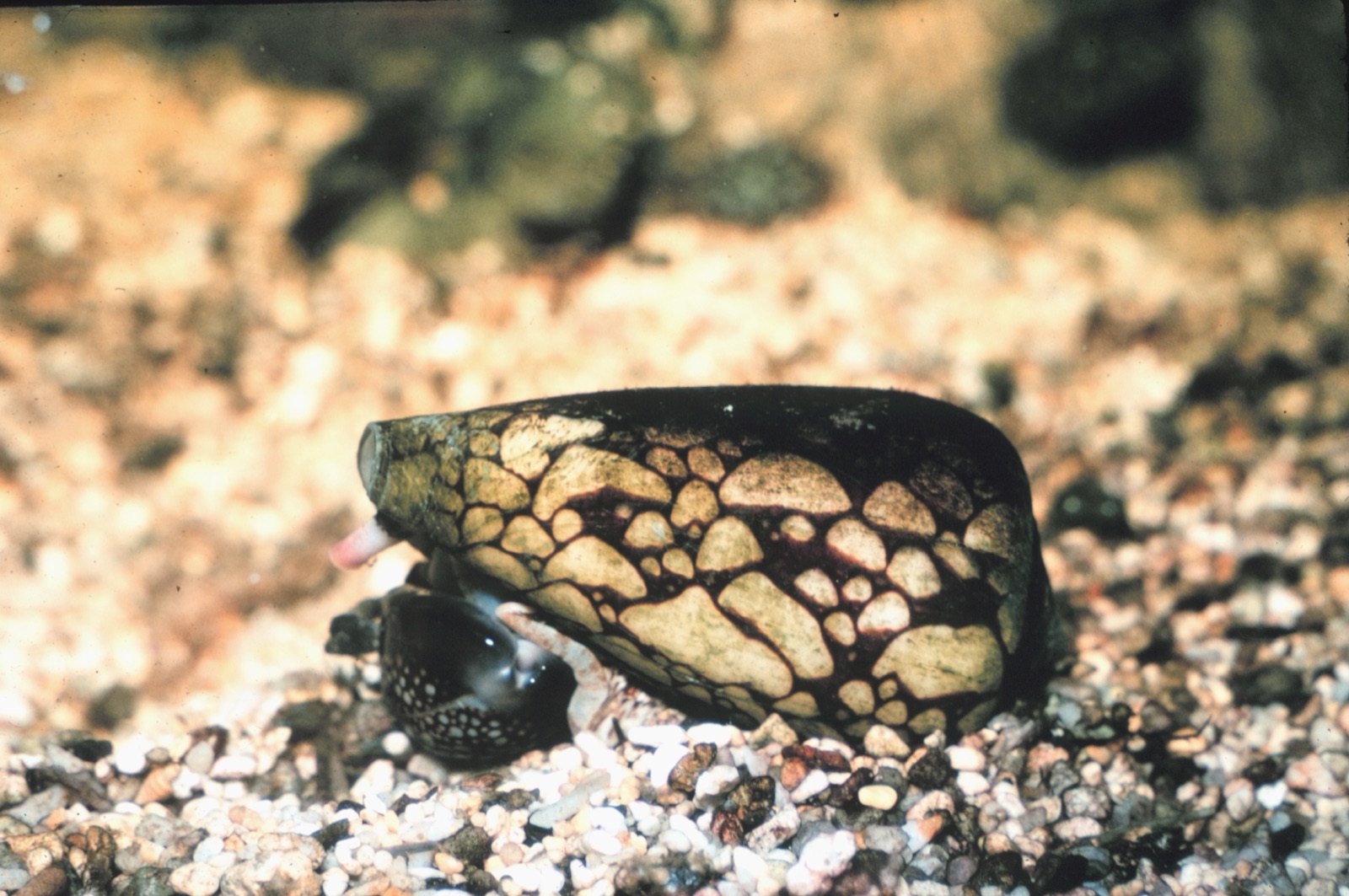 Photo of Marbled Cone (Conus marmoreus)