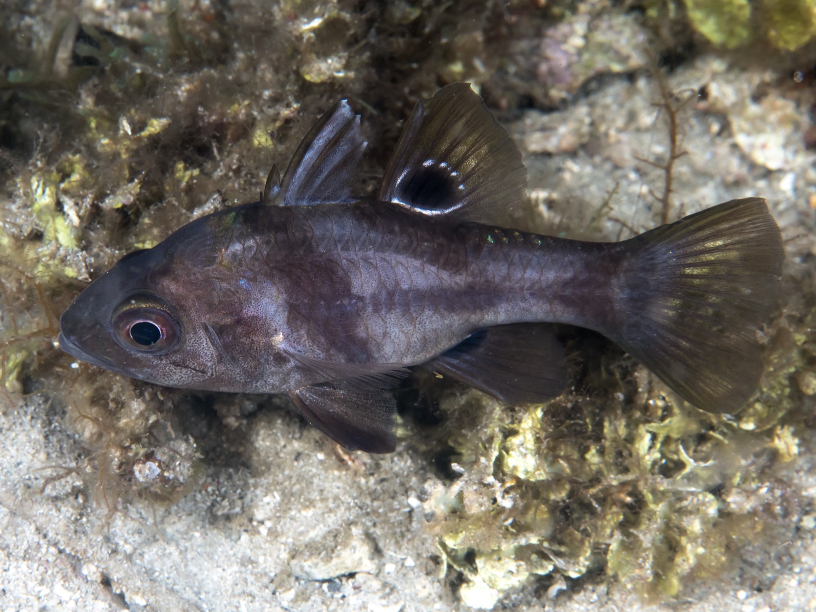 Photo of Black cardinalfish (Apogonichthyoides melas)