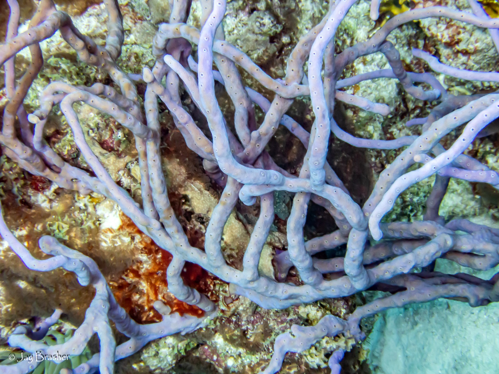 Photo of Row pore rope sponge (Aplysina cauliformis)