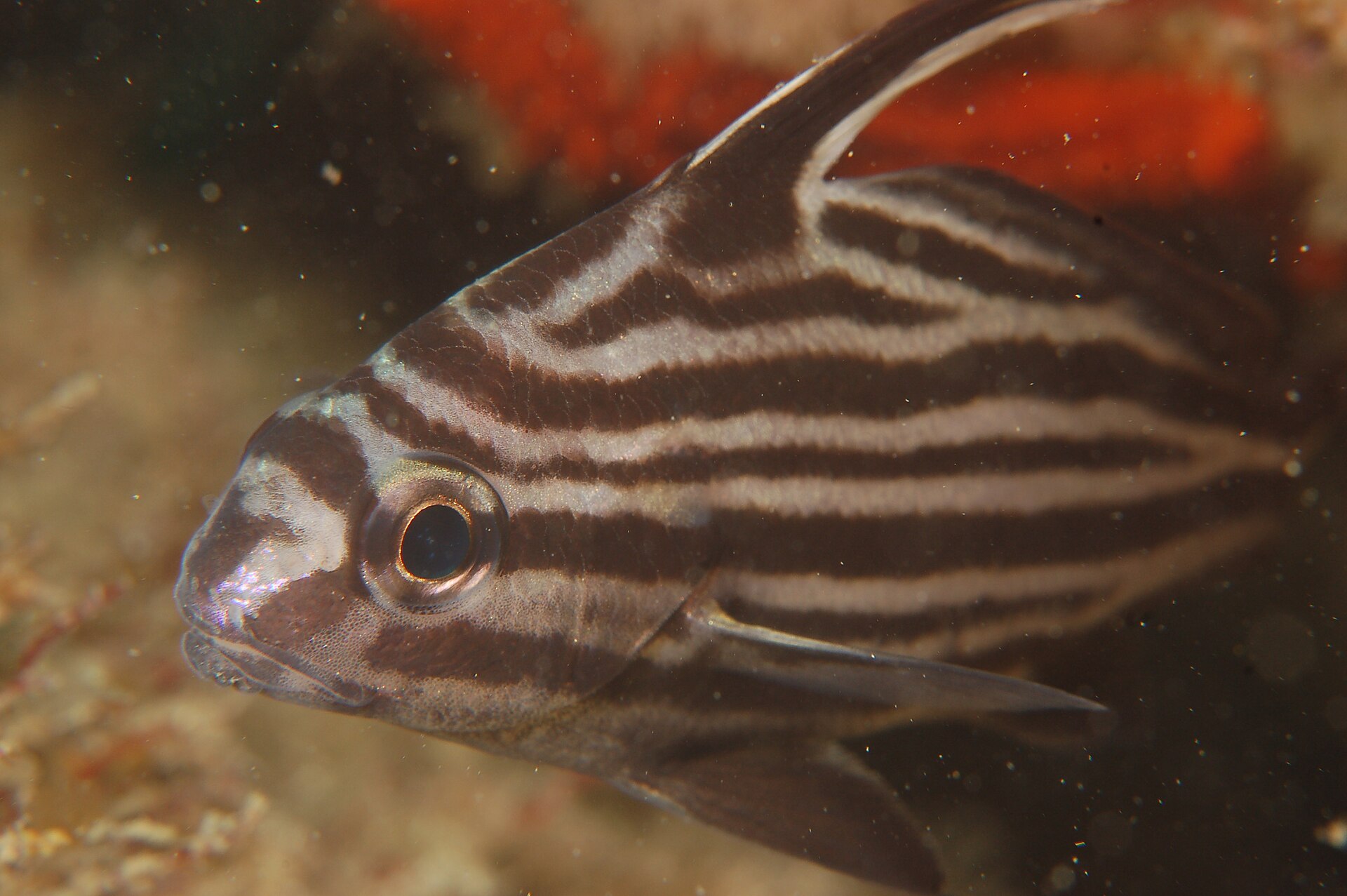 Photo de Cubbyu (Equetus acuminatus)