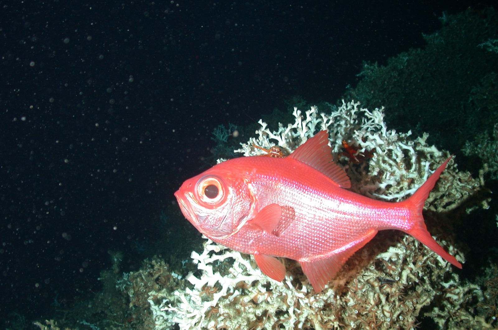 Photo of Alfonsino (Beryx decadactylus)
