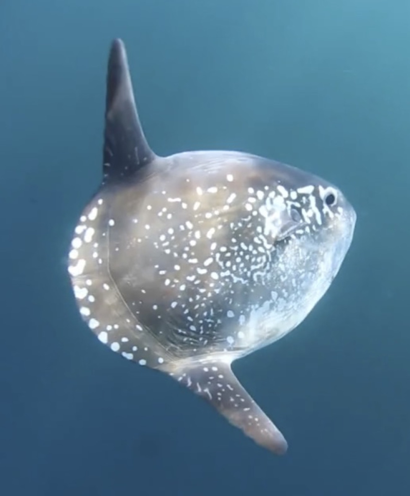 Photo of Hoodwinker ocean sunfish (Mola tecta)