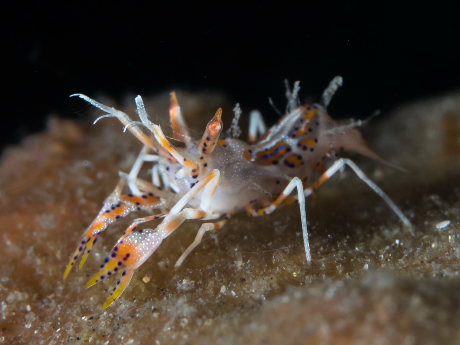 Photo of Indo-Pacific Mandarin Shrimp (Phyllognathia ceratophthalma)