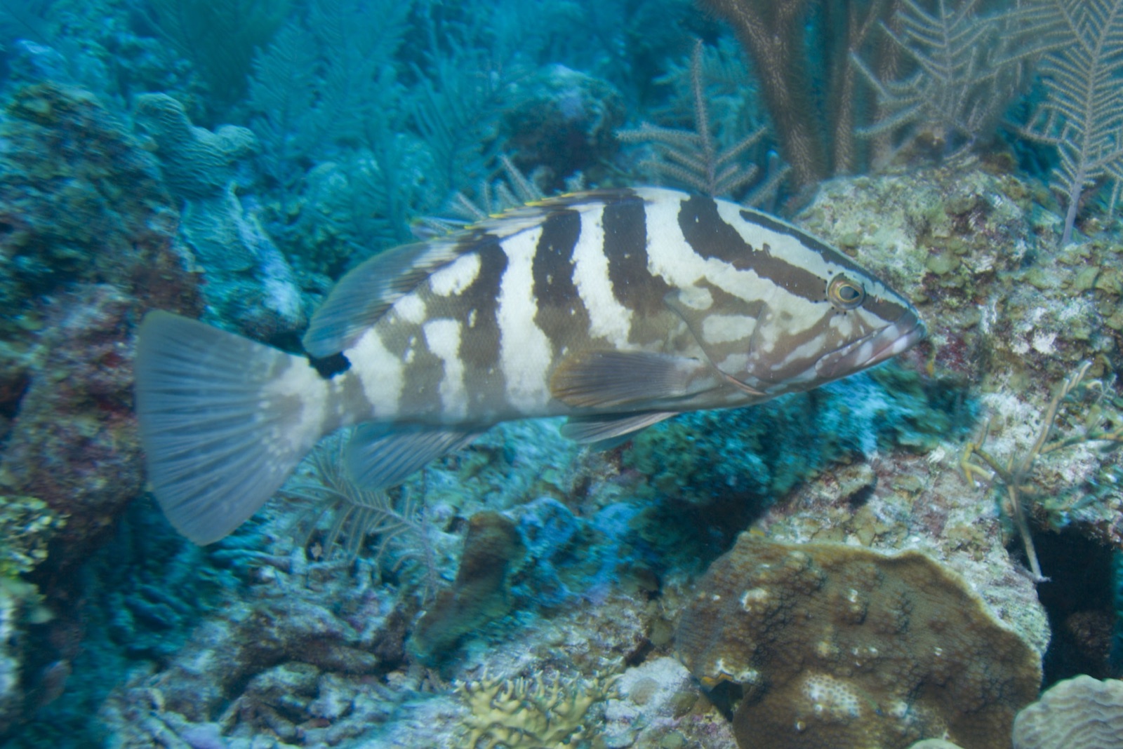 Foto de Mero de Nassau (Epinephelus striatus)