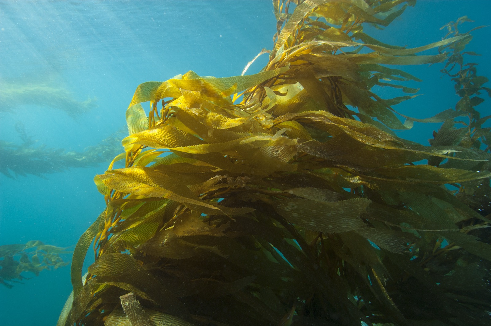 Photo of Giant Kelp (Macrocystis pyrifera)