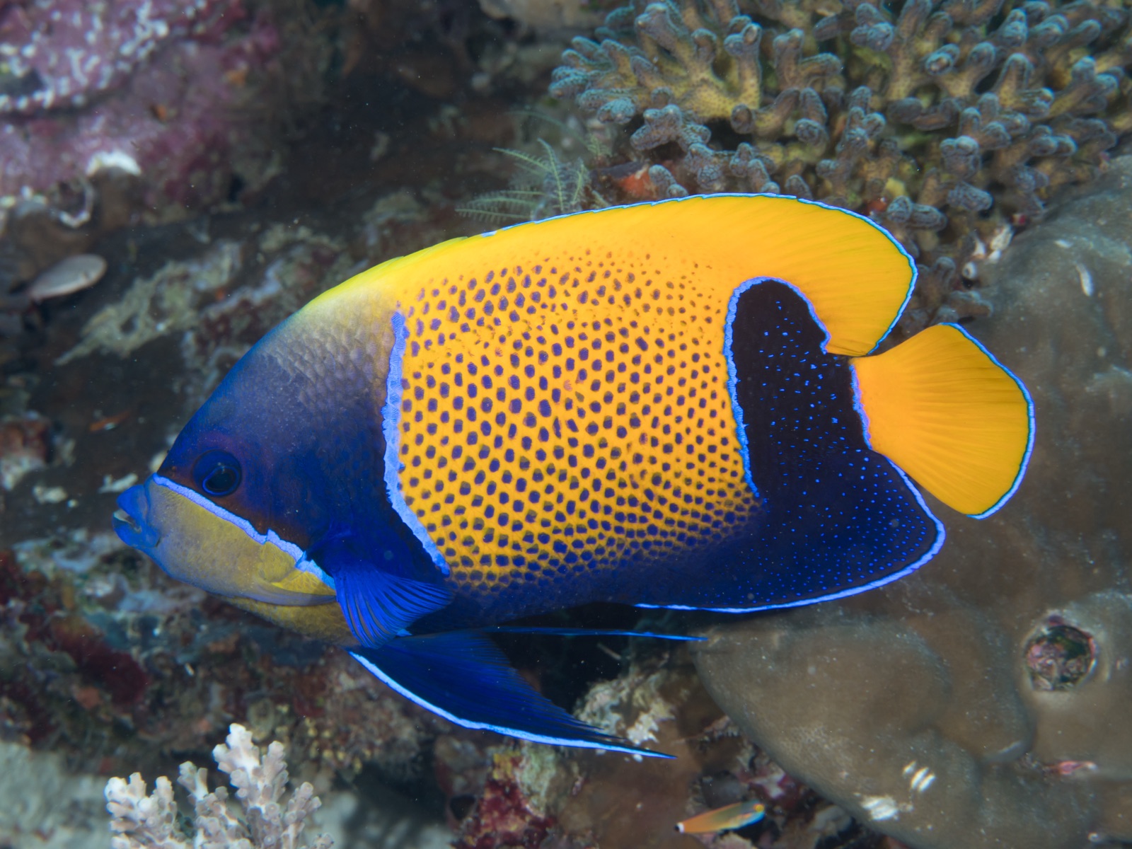 Foto de Angel majestuoso (Pomacanthus navarchus)