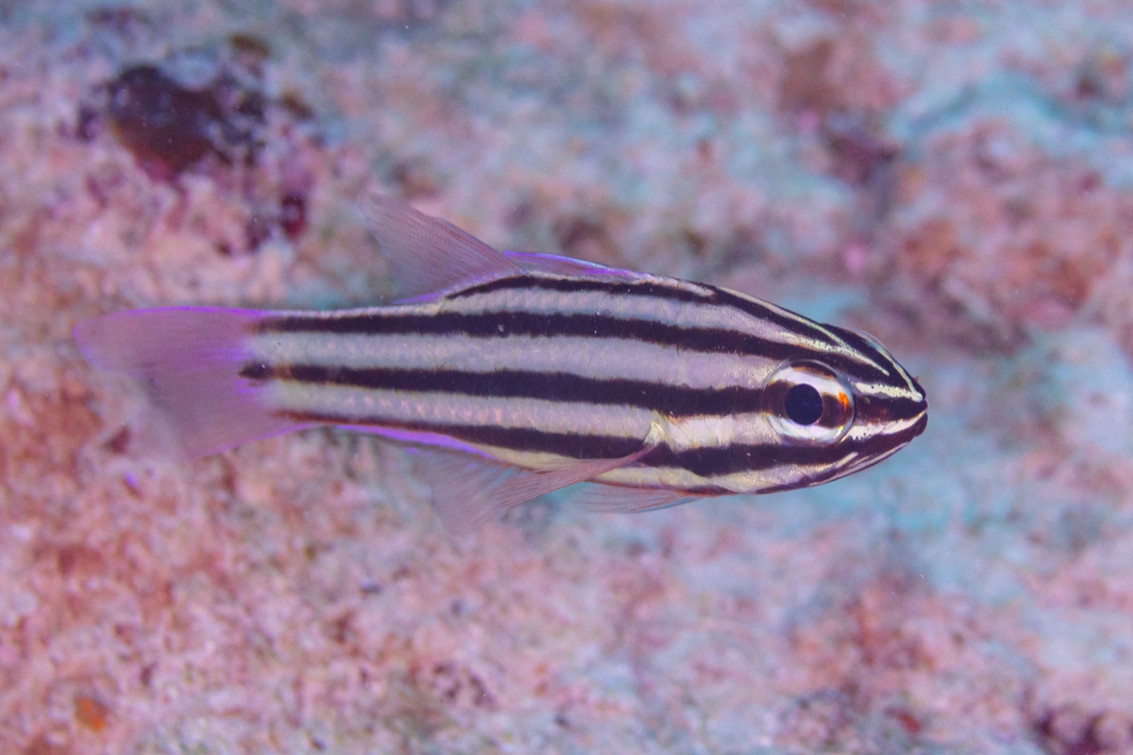 Foto de Cardenal rayado negro (Apogon nigrofasciatus)