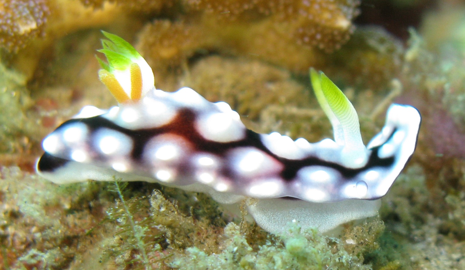 Photo of Geometric goniobranchus (Goniobranchus geometricus)
