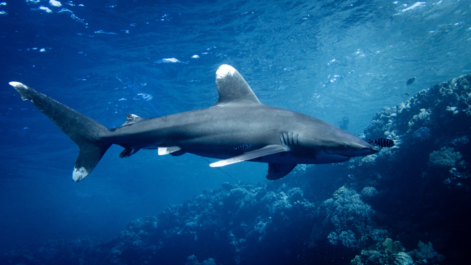 Foto de Tiburon oceanico puntas blancas (Carcharhinus longimanus)