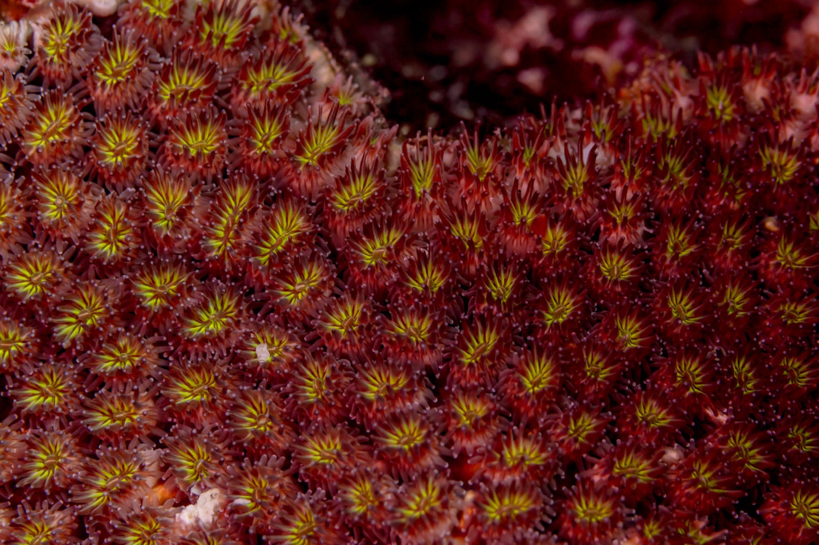 Photo of Galaxy coral (Galaxea fascicularis)