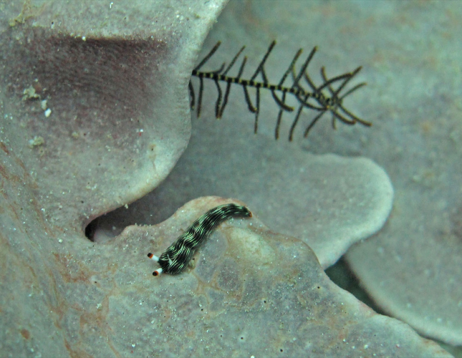 Photo of Bayer's thuridilla (Thuridilla bayeri)