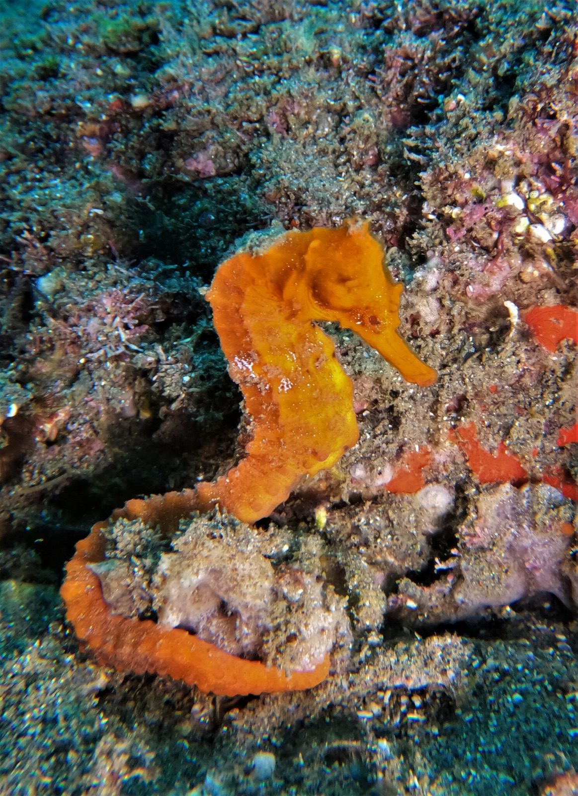 Foto de Caballito de mar del Pacífico (Hippocampus ingens)