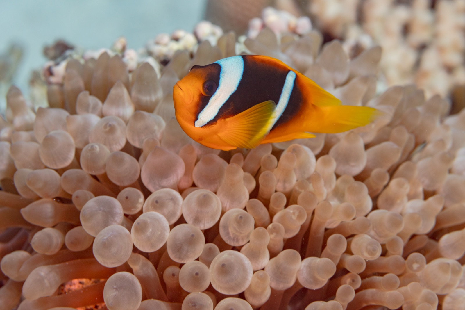 Photo of Two-band anemonefish (Amphiprion bicinctus)