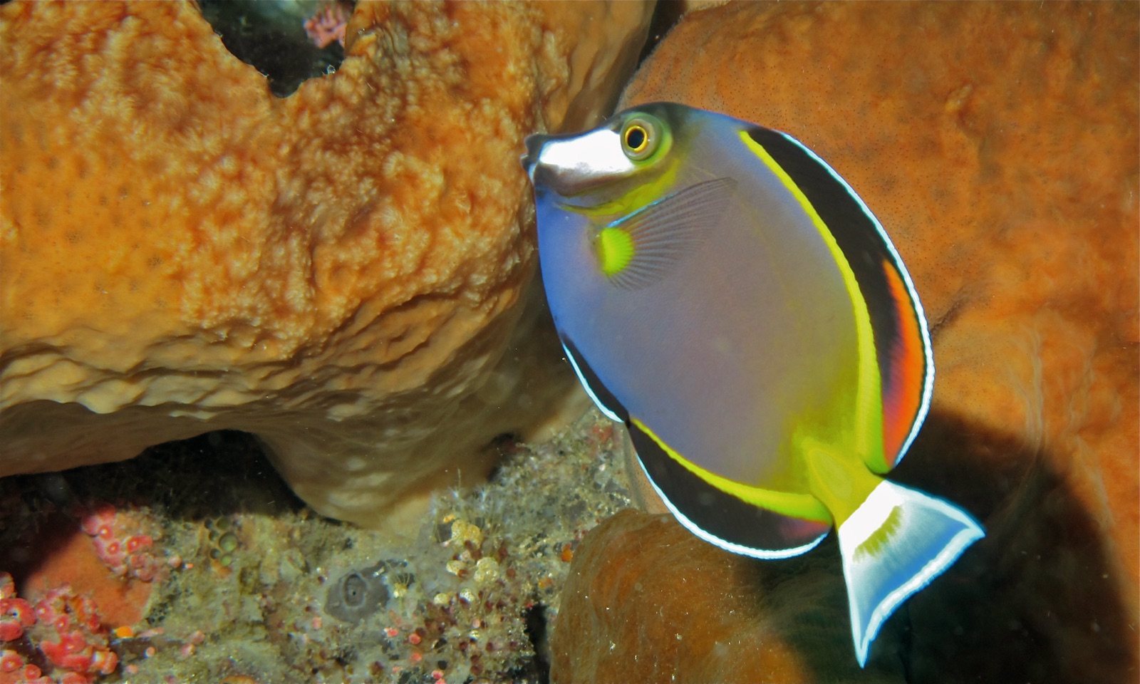 Photo of Japan Surgeonfish (Acanthurus japonicus)