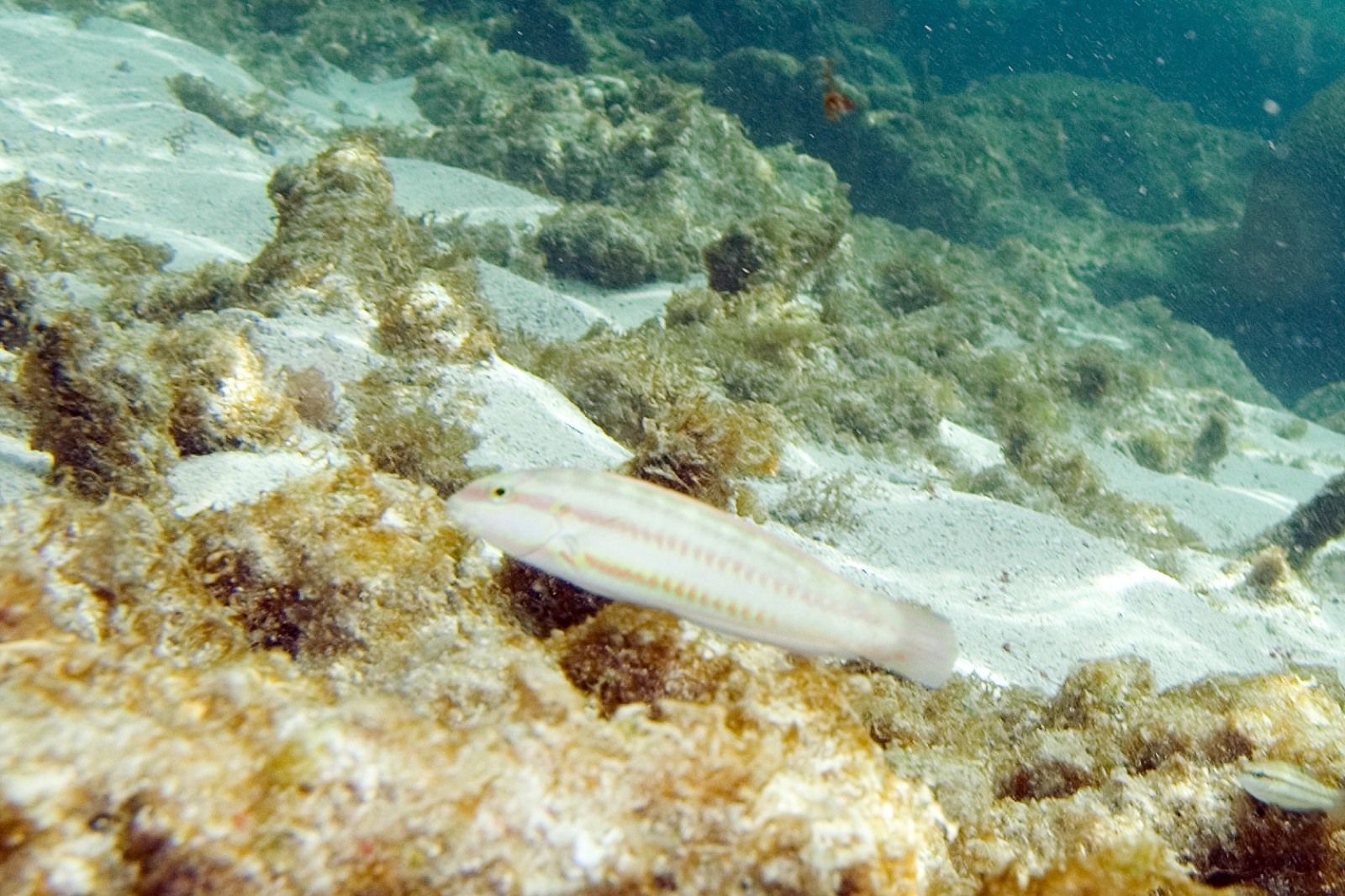 Photo of Slippery dick (Halichoeres bivittatus)