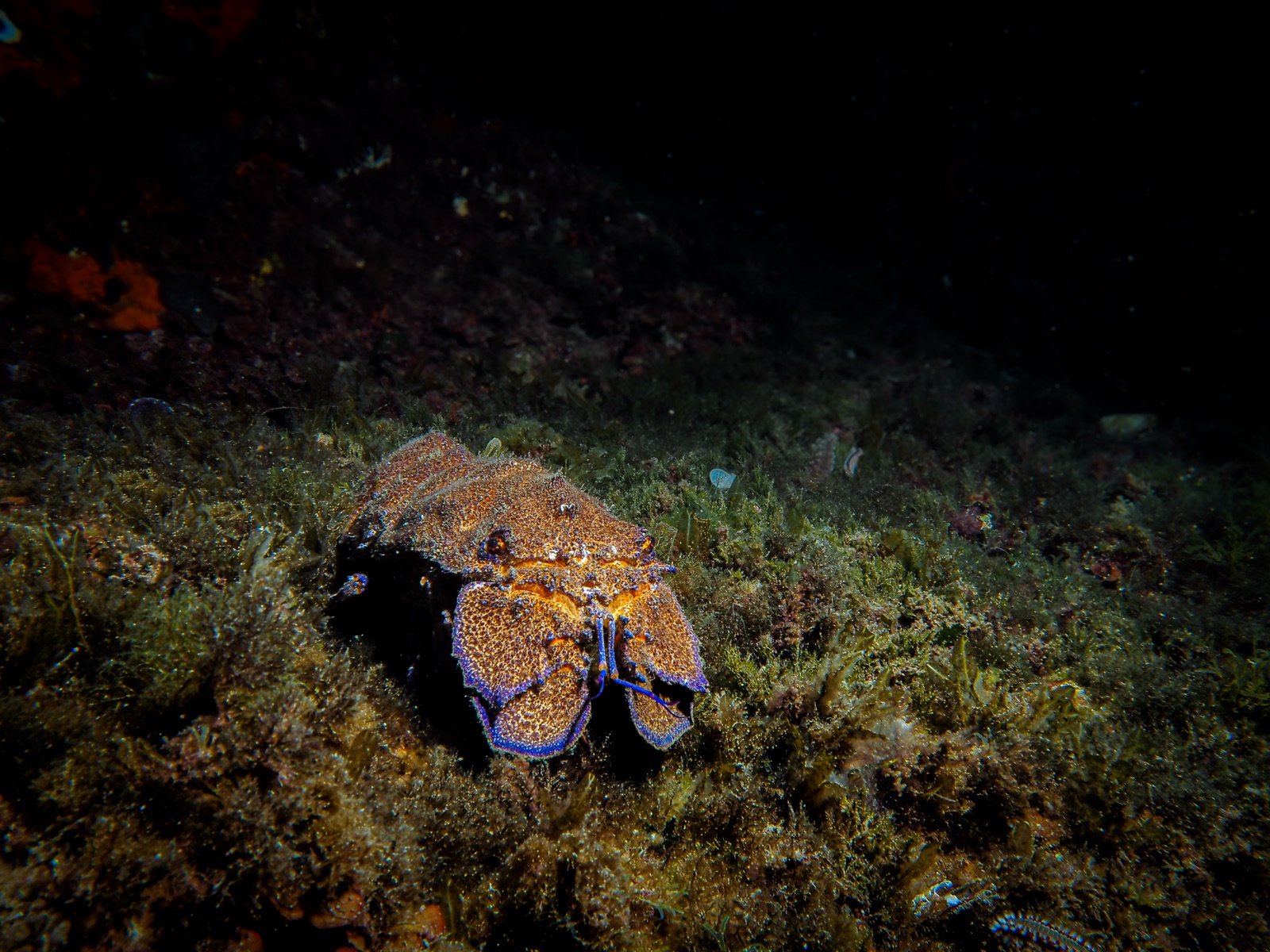 Photo of Mediterranean Slipper Lobster (Scyllarides latus)