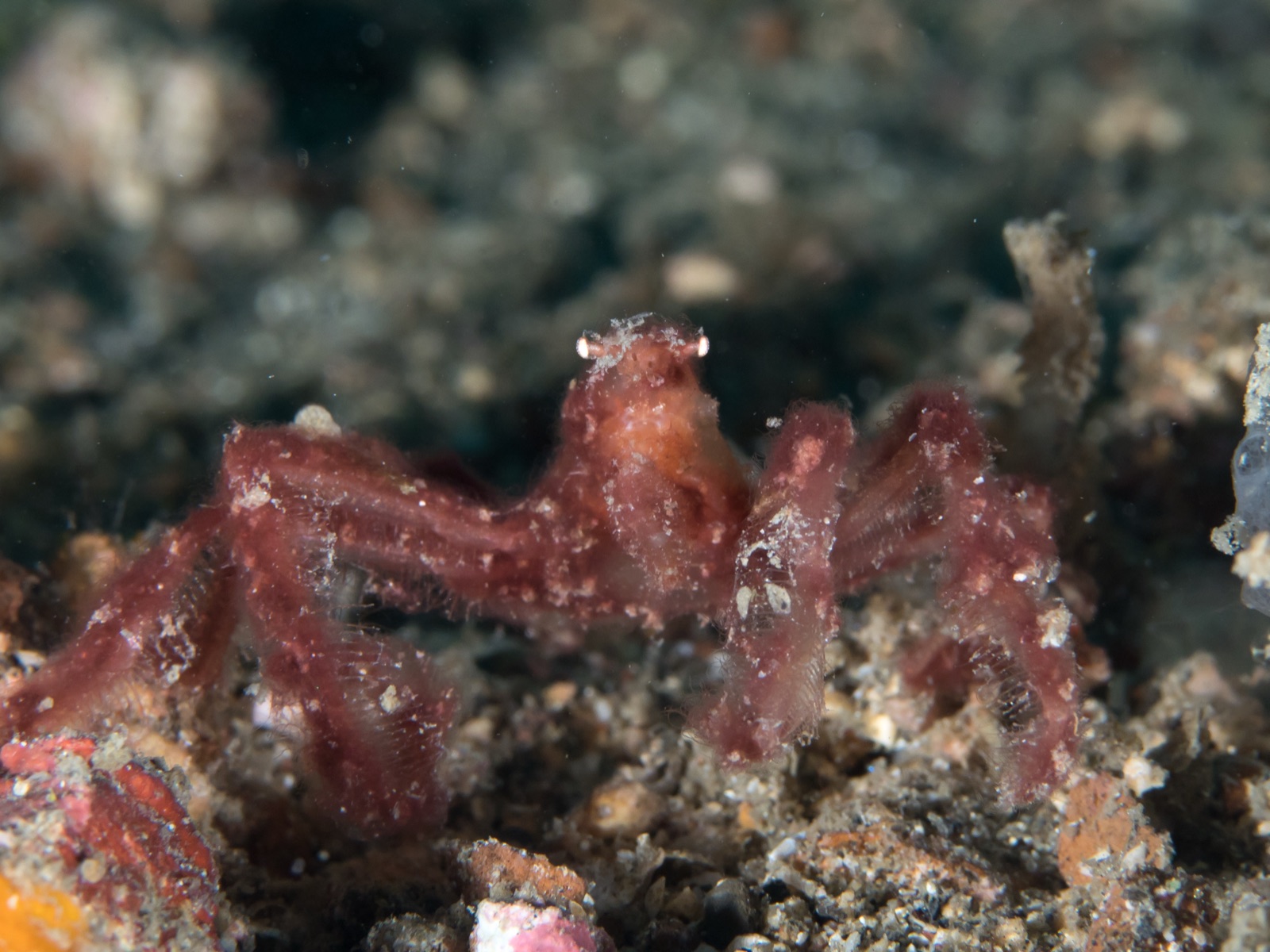 Photo of Orangutan crab (Achaeus japonicus)