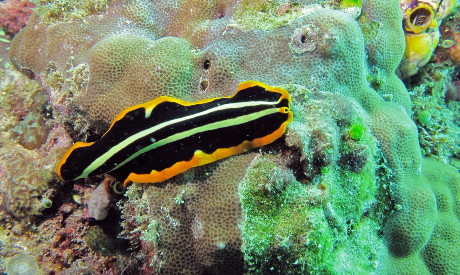 Photo of Divided flatworm (Pseudoceros dimidiatus)