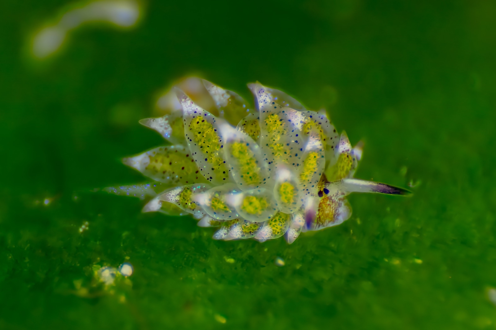 Photo of Sea sheep (Leaf sheep) (Costasiella kuroshimae)