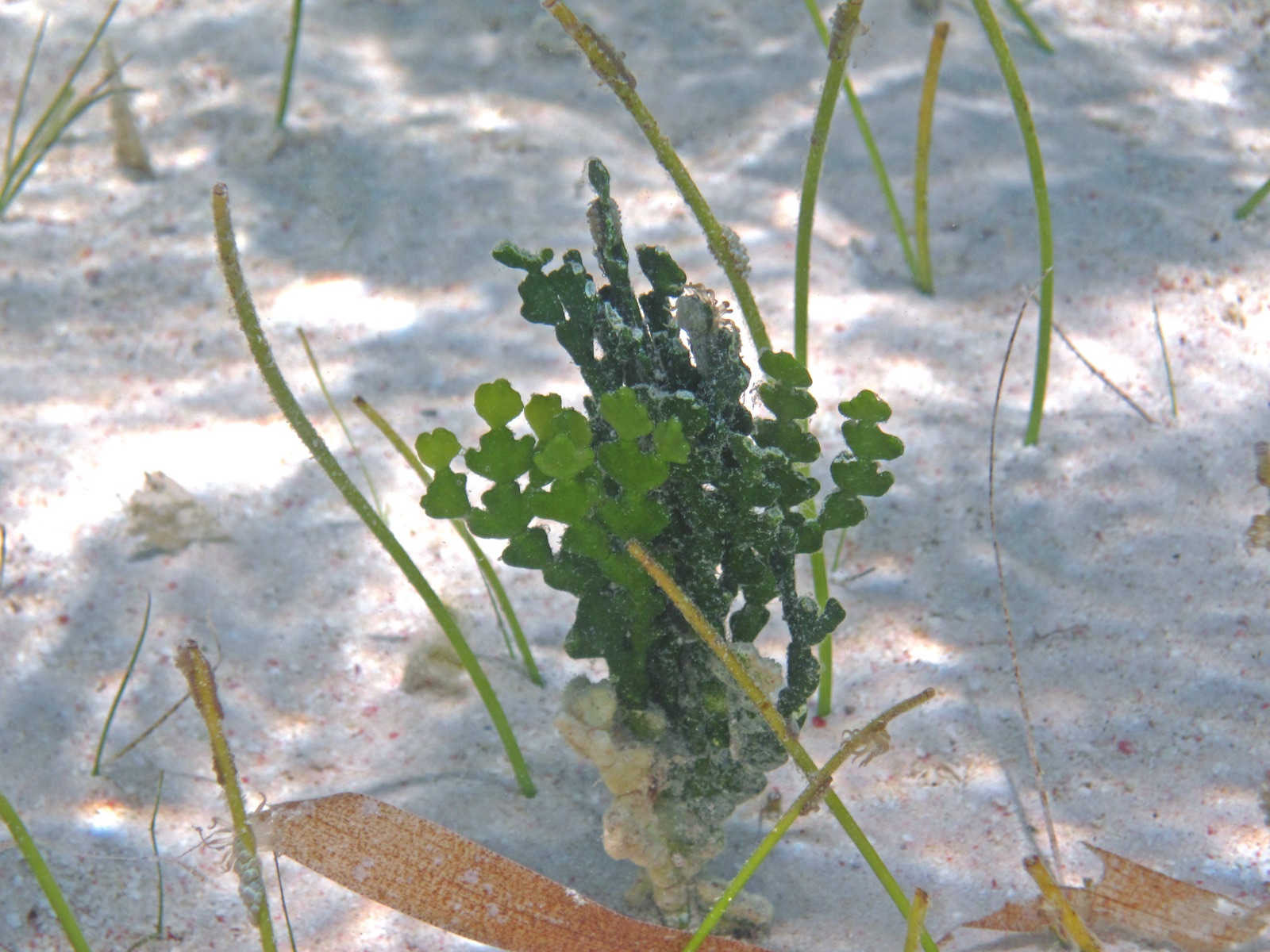 Photo of Thickened Halimeda (Halimeda incrassata)