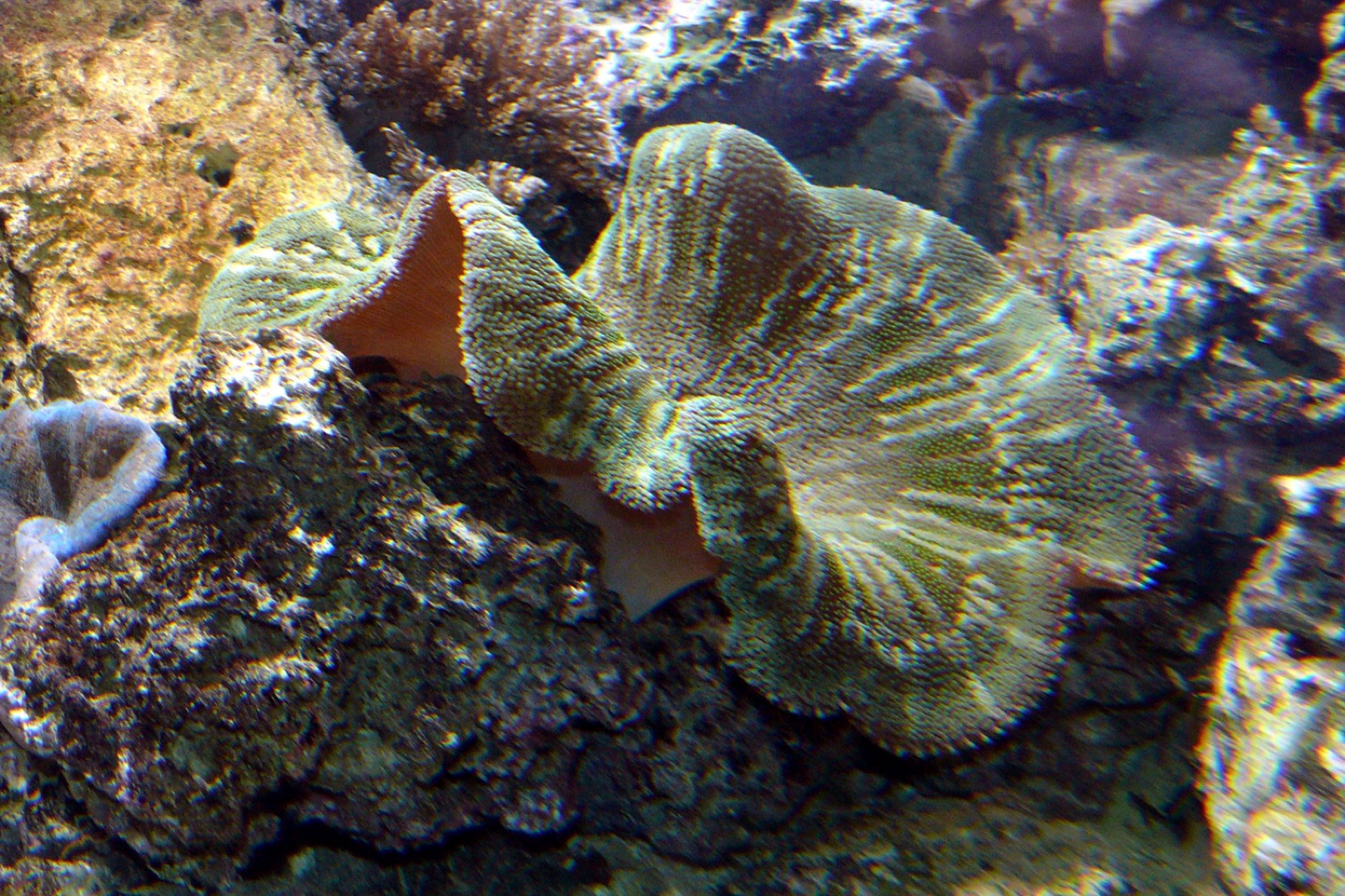 Photo of Haddon's anemone (Stichodactyla haddoni)