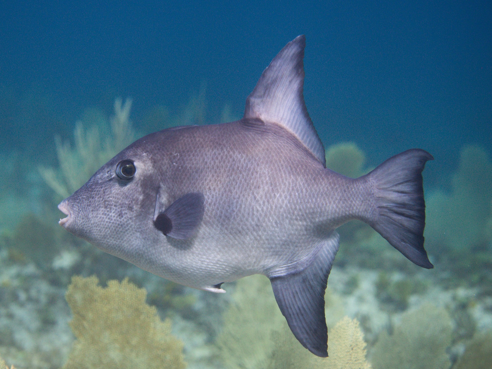 Photo of Ocean triggerfish (Canthidermis sufflamen)