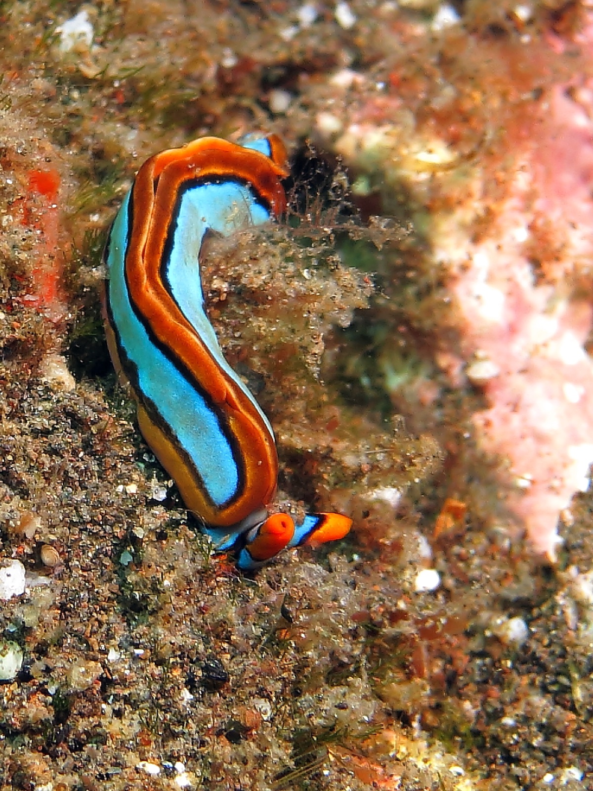 Photo of Lineolate thuridilla (Thuridilla lineolata)