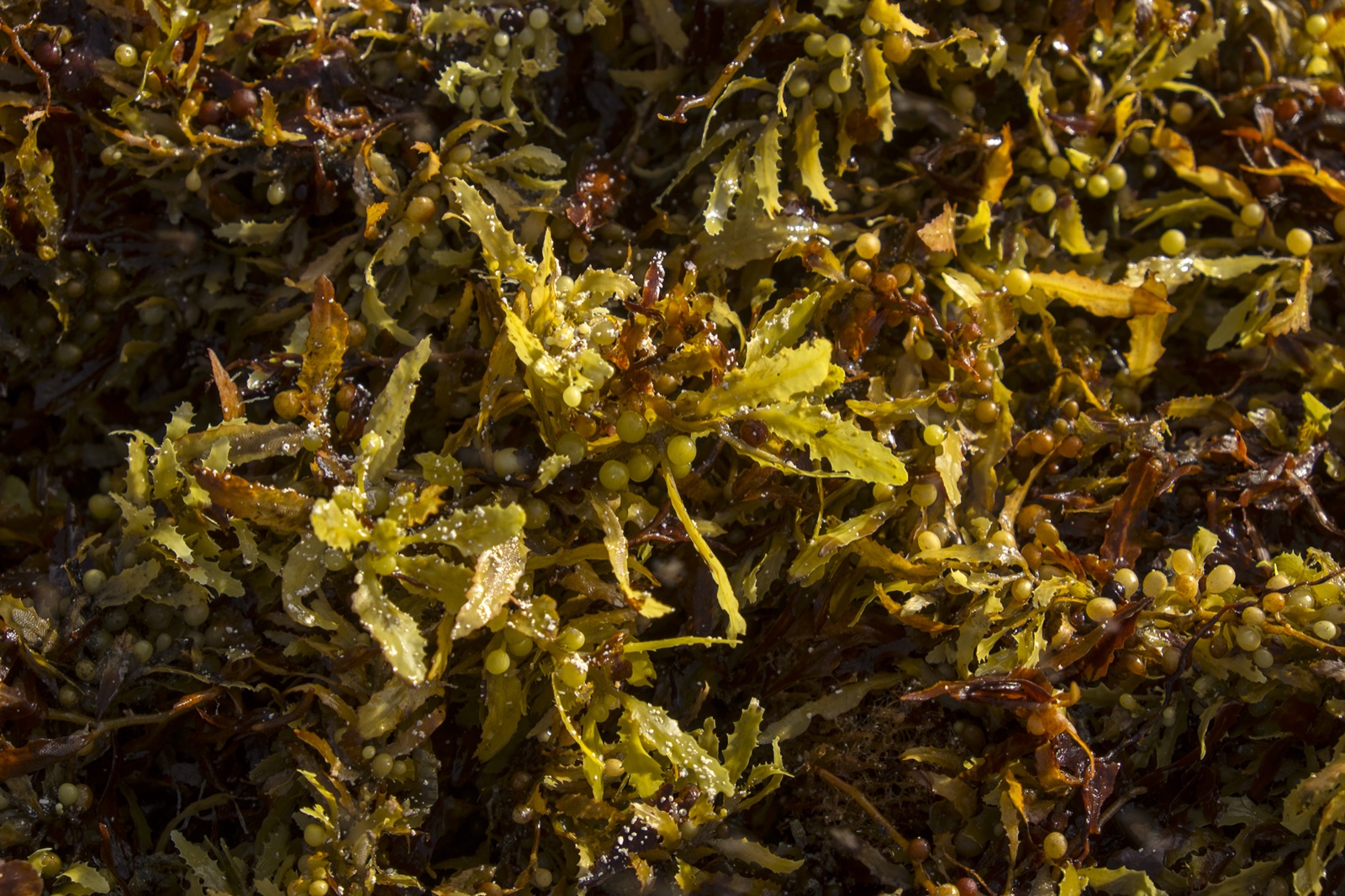 Photo of Gulf Sargassum (Sargassum fluitans)