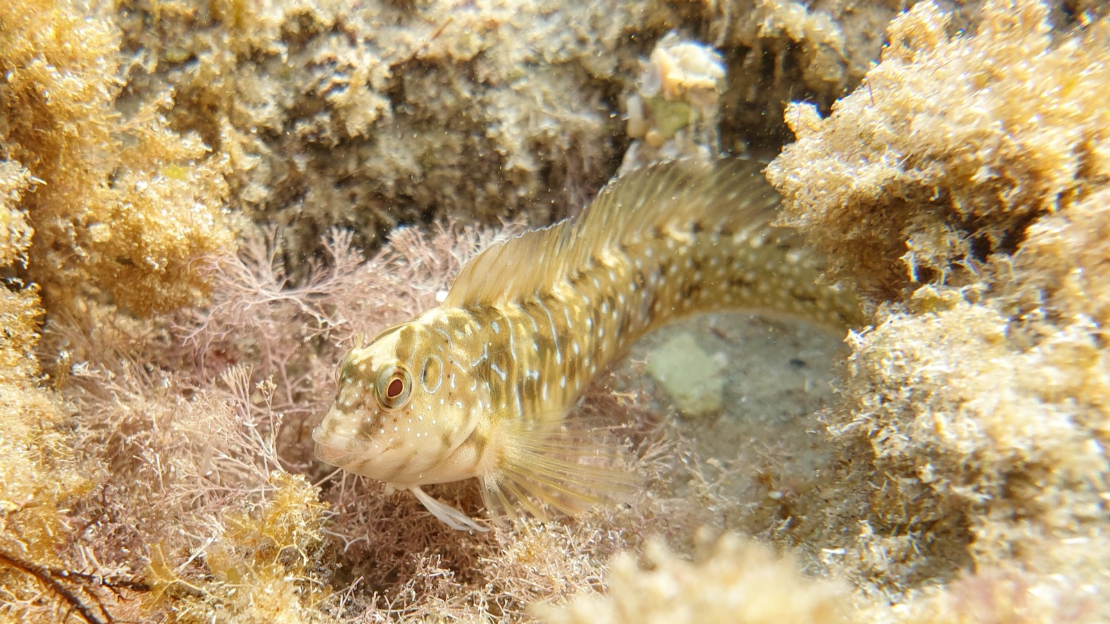 Photo of Peacock blenny (Salaria pavo)
