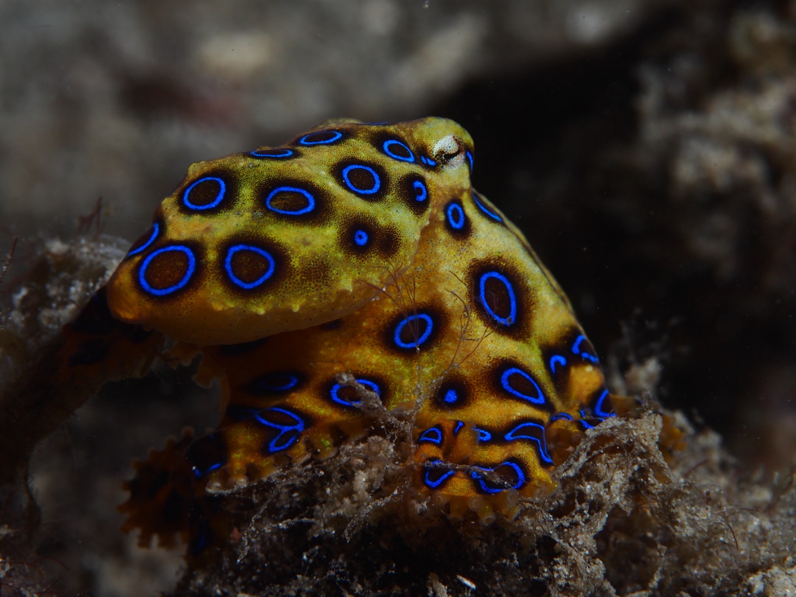 Photo of Blue-ringed octopus (Hapalochlaena lunulata)