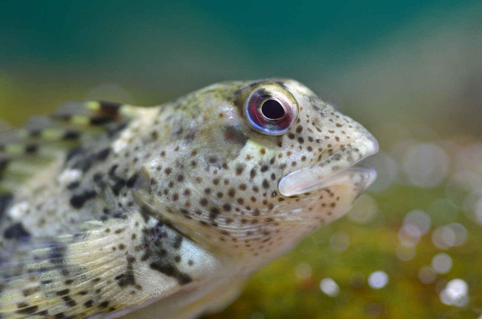 Photo of Rock Blenny (Mediterranean) (Lipophrys pholis)