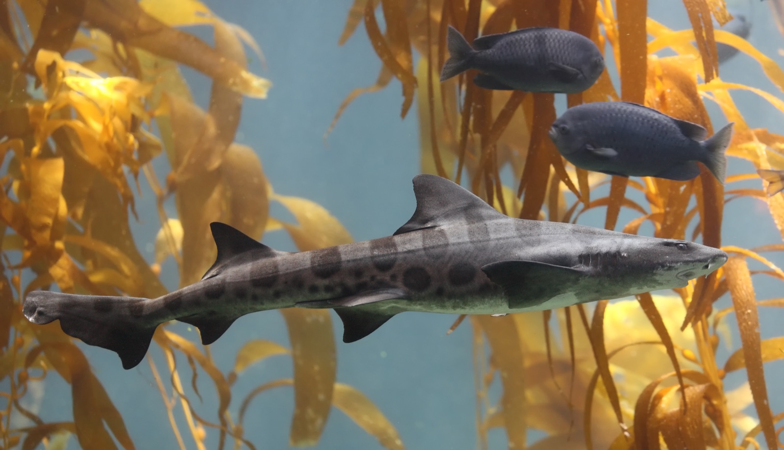Photo of Leopard shark (Triakis semifasciata)