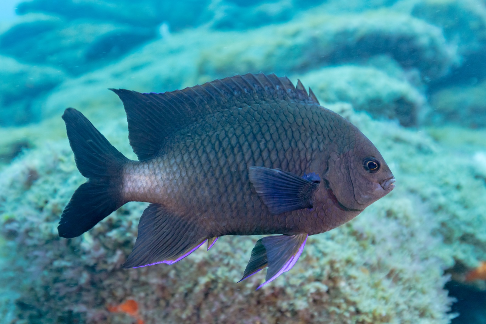 Photo of Canary damsel (Abudefduf luridus)