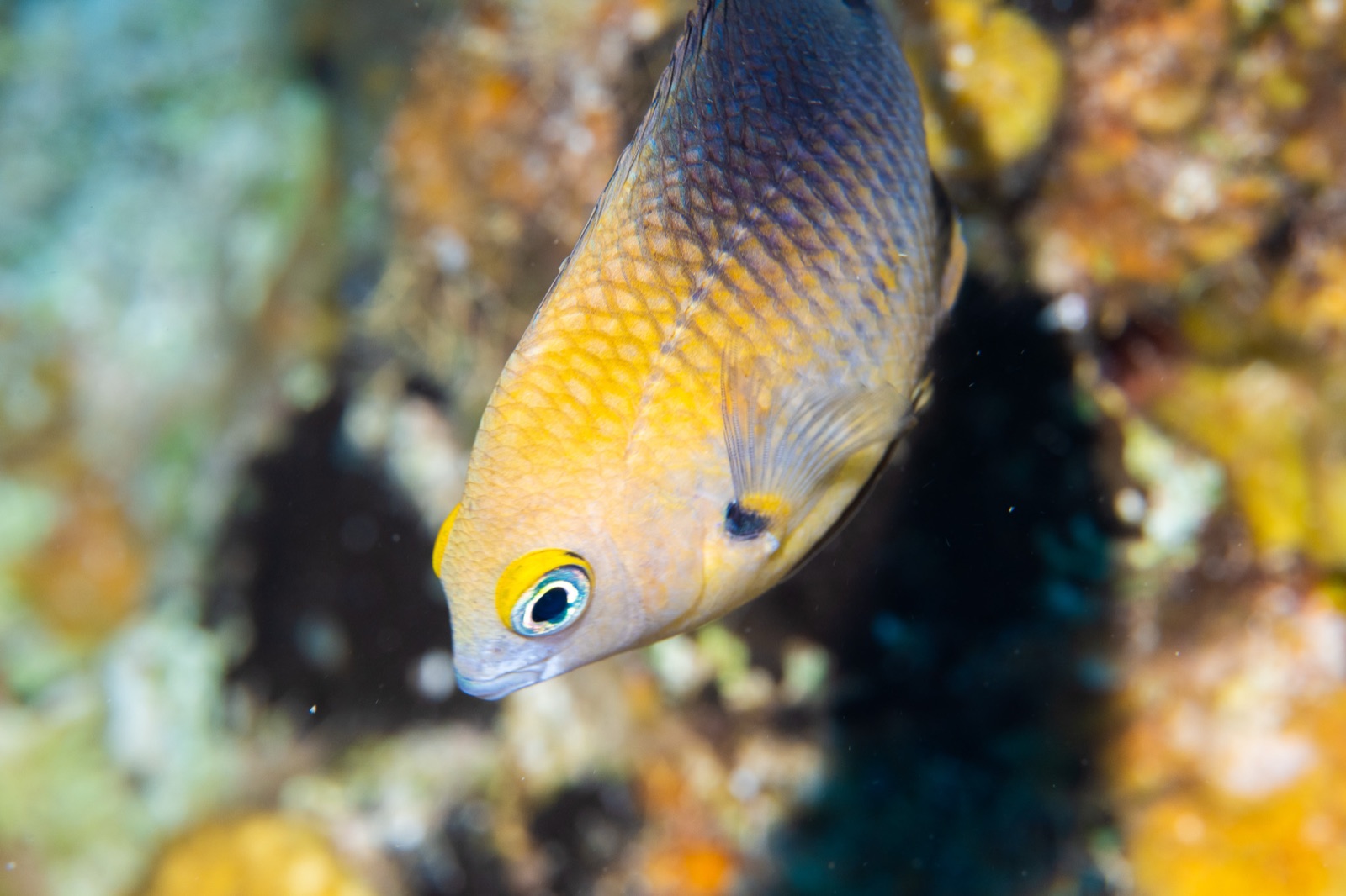 Photo of Threespot damselfish (Stegastes planifrons)