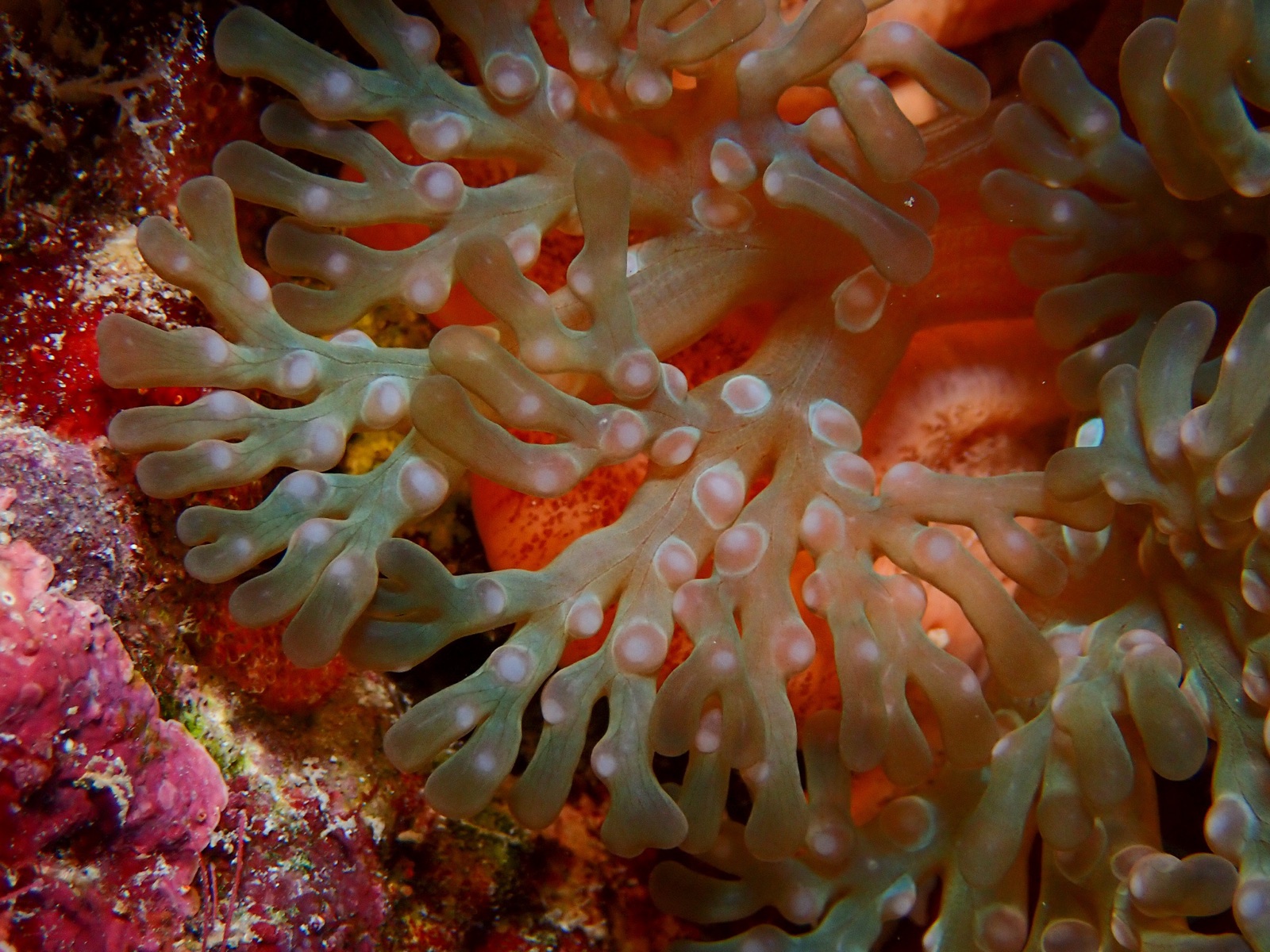 Photo of Branching anemone (Lebrunia neglecta)