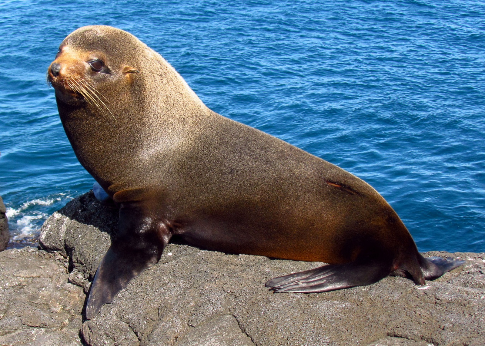 Photo of Galapagos Fur Seal (Arctocephalus galapagoensis)