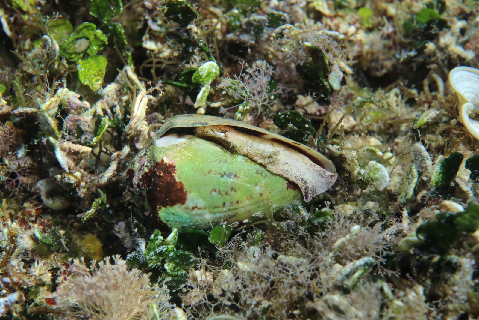 Photo of Mediterranean cone (Conus ventricosus)