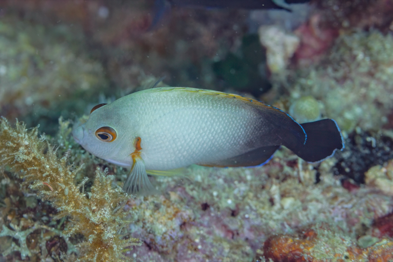 Foto de Ángel querubín (Centropyge vrolikii)