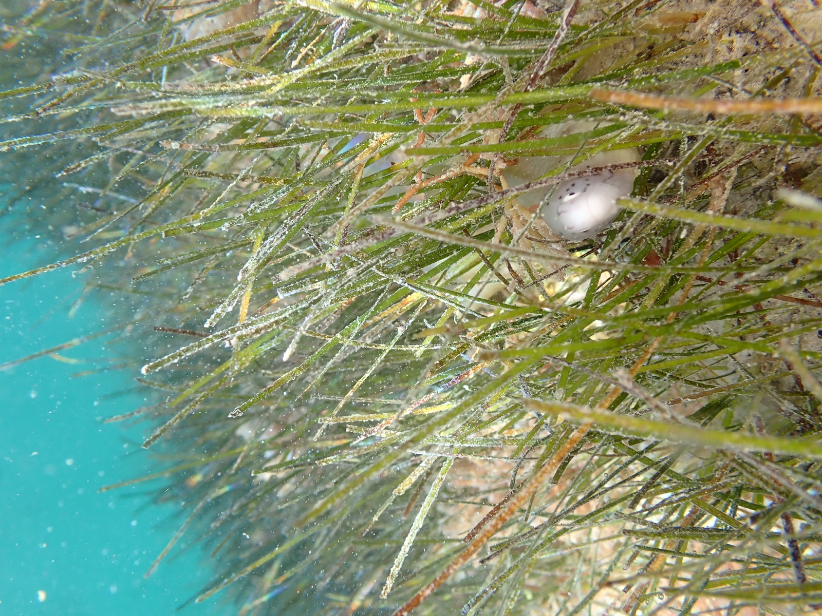 Photo of Neptune grass (Posidonia oceanica)