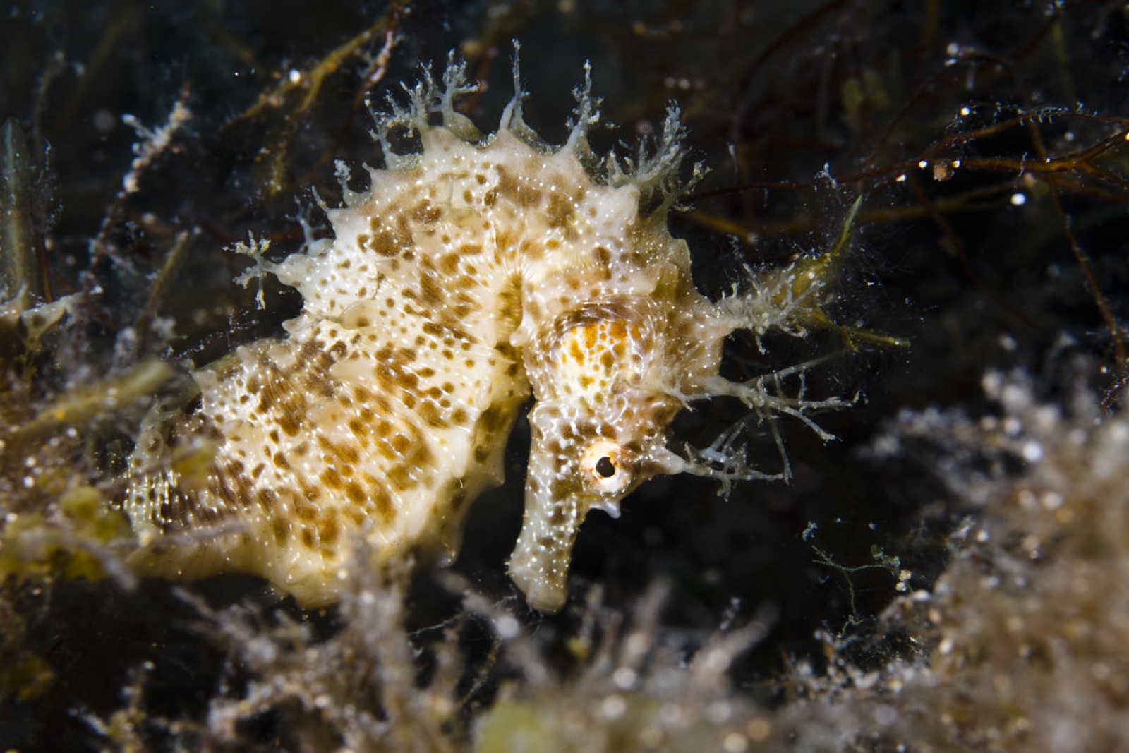 Photo of Long-snouted seahorse (Hippocampus guttulatus)