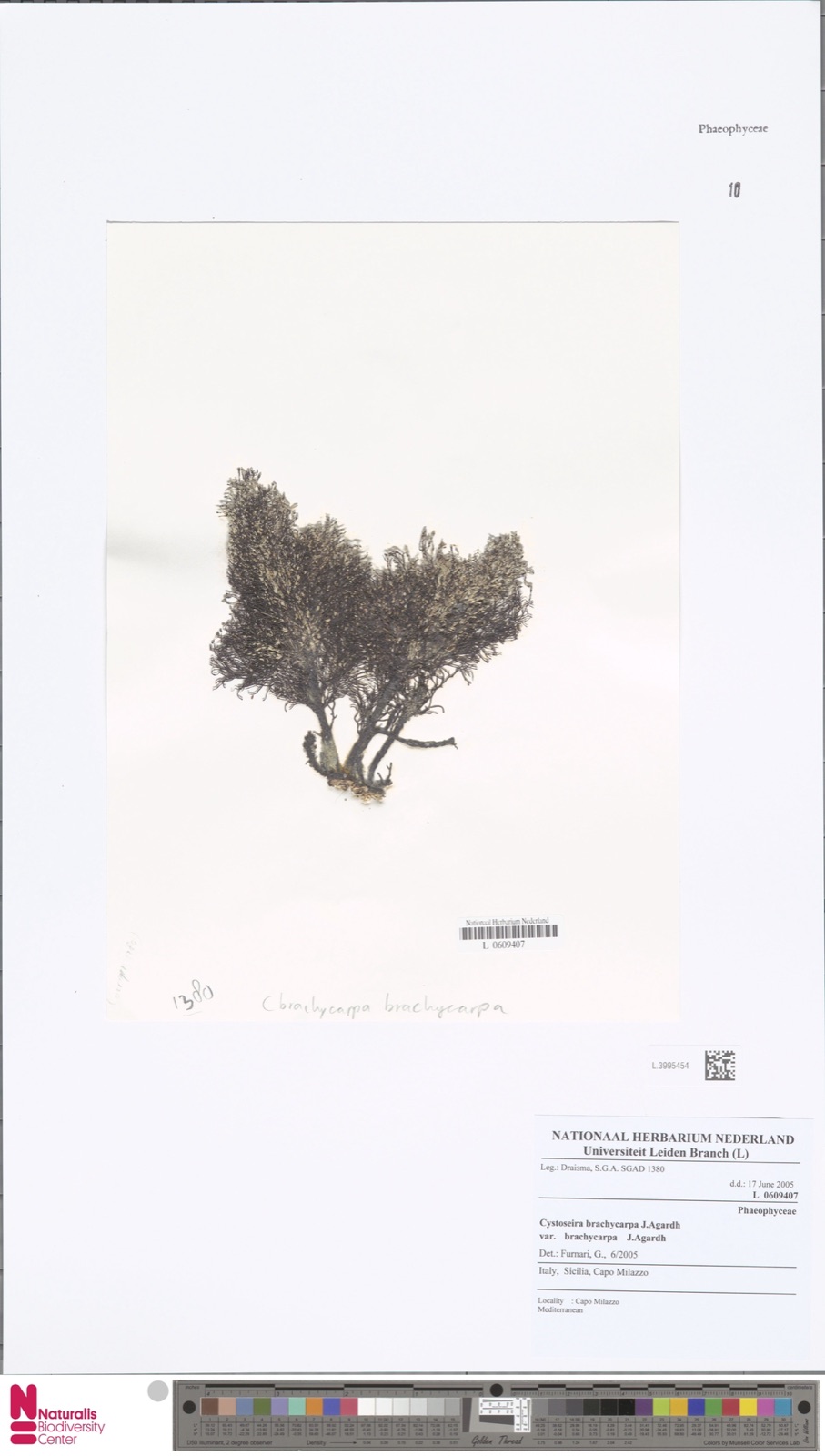 Photo of Short-fruited Cystoseira (Cystoseira brachycarpa)