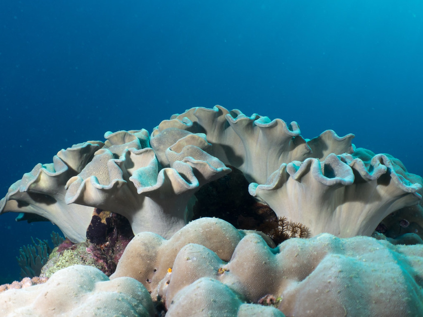 Photo of Ehrenberg's leather coral (Sarcophyton ehrenbergi)