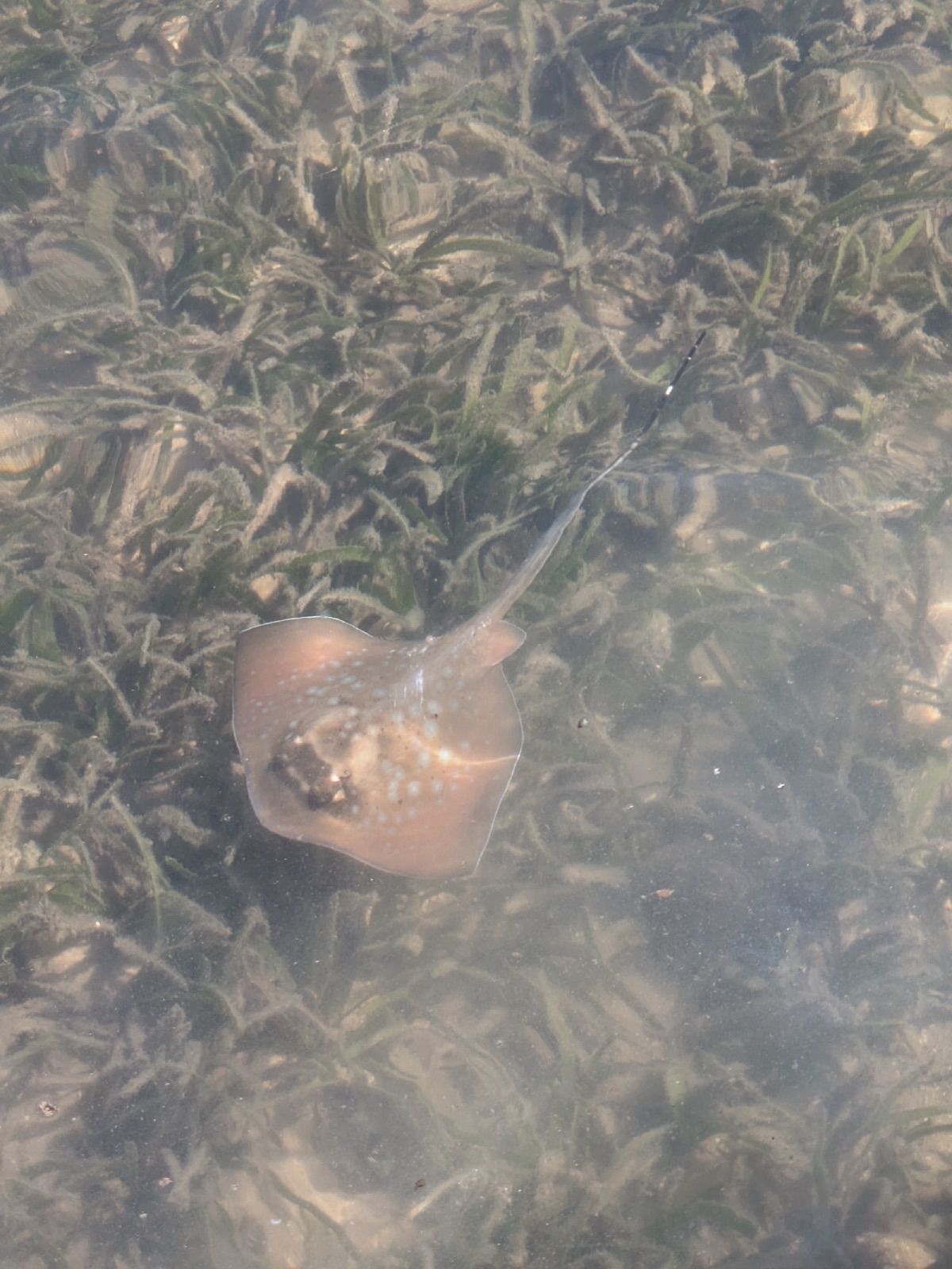 Photo of Blue-Spotted Stingray (Neotrygon kuhlii)
