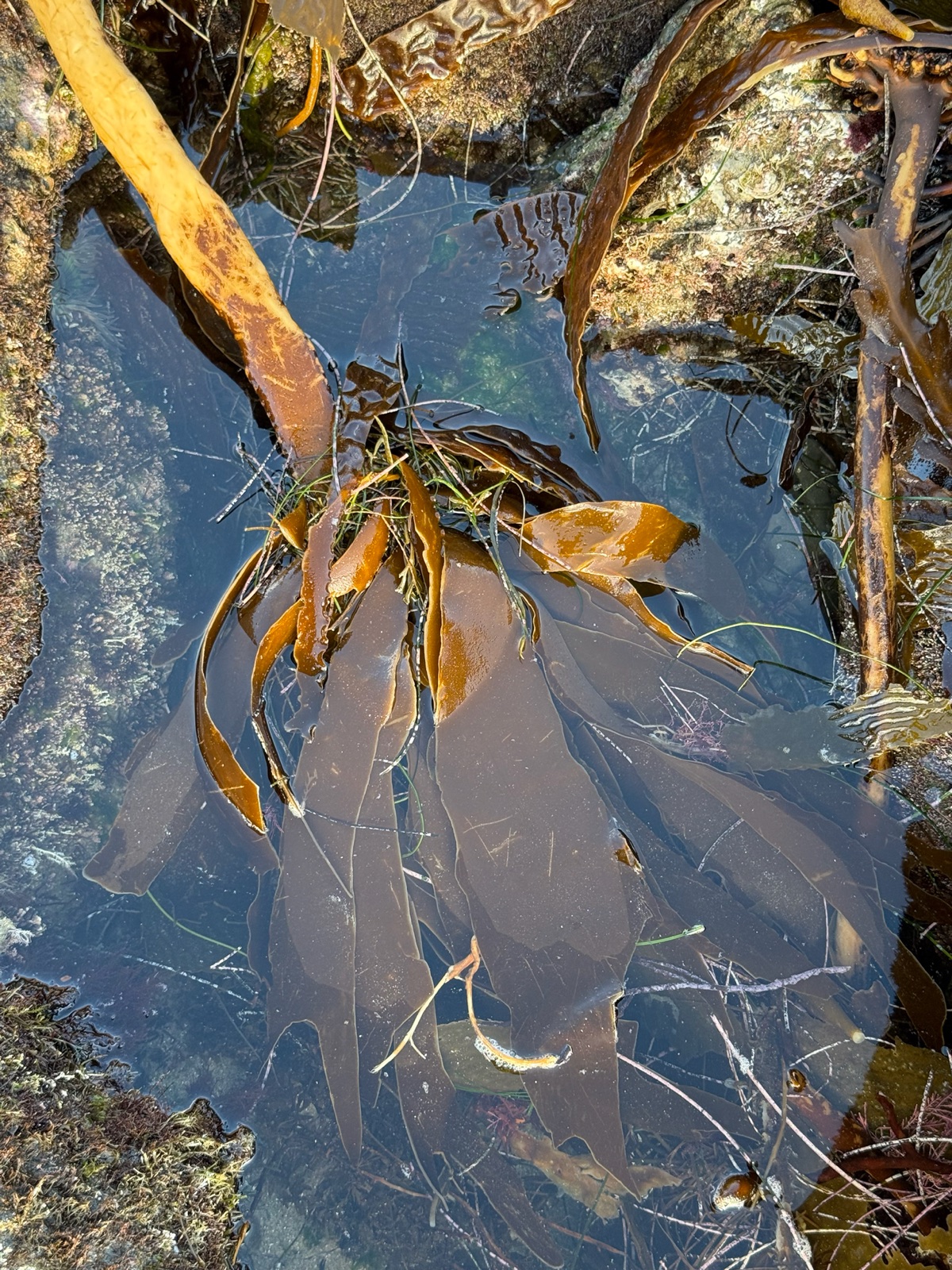 Photo of Winged Kelp (Pterygophora californica)
