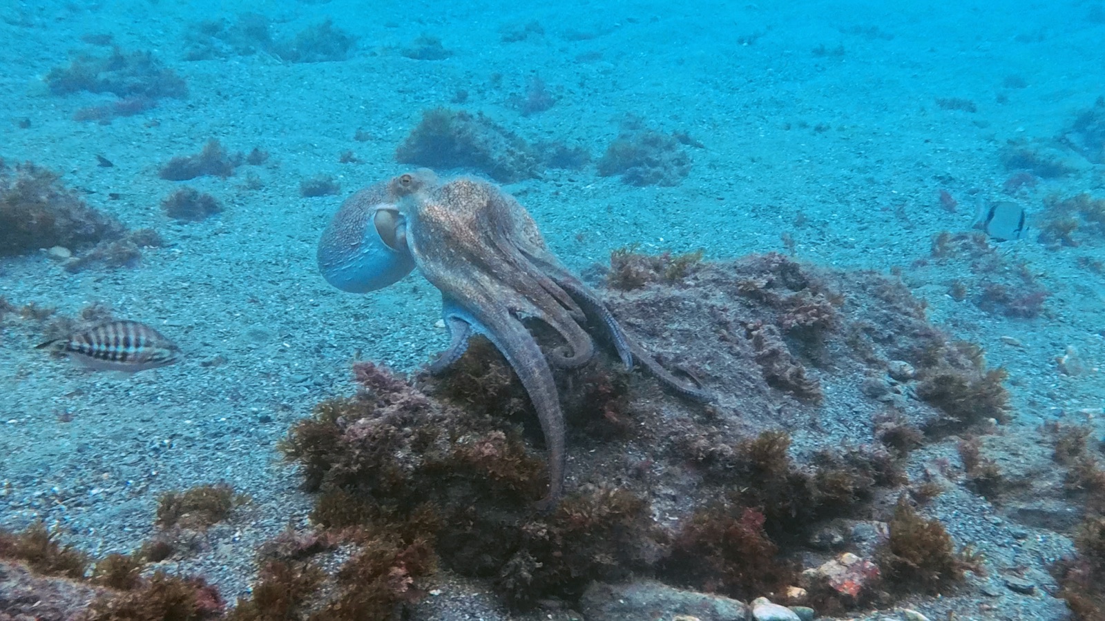Photo of Common octopus (Octopus vulgaris)