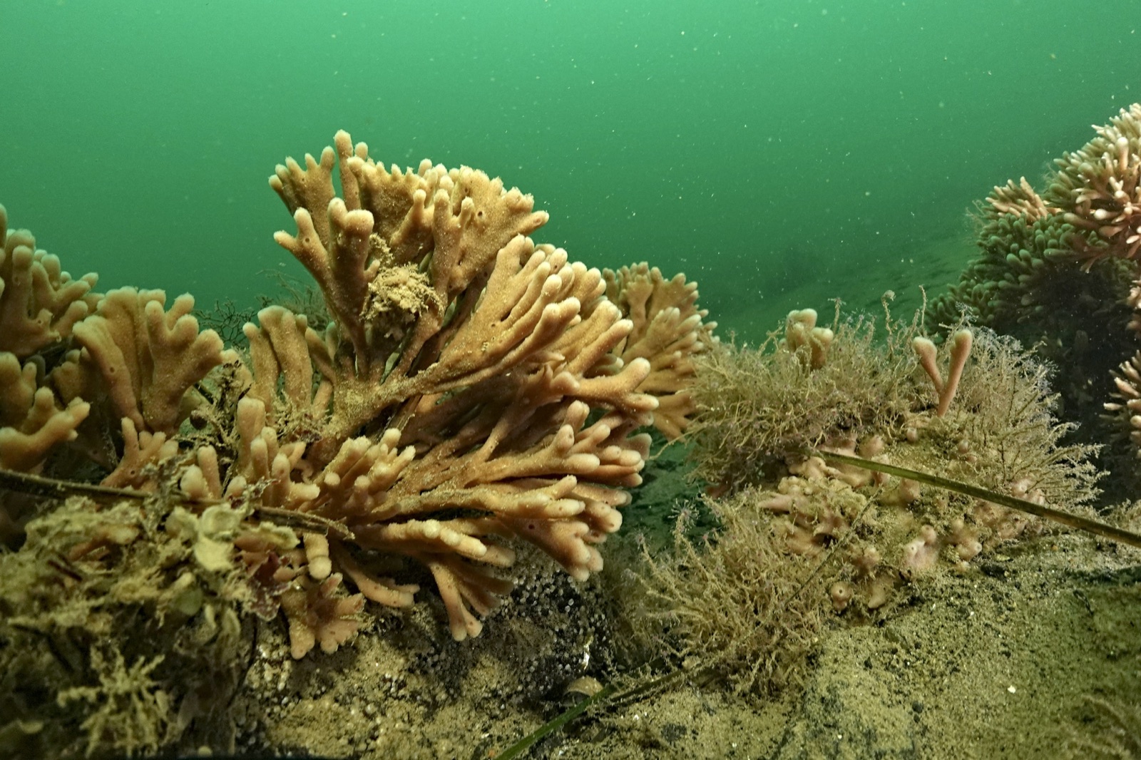 Photo of Mermaid's glove (Haliclona oculata)