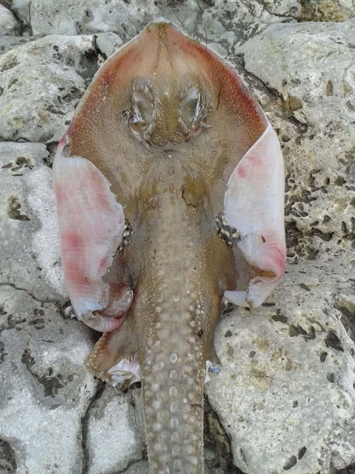 Photo of Cuckoo ray (Leucoraja naevus)