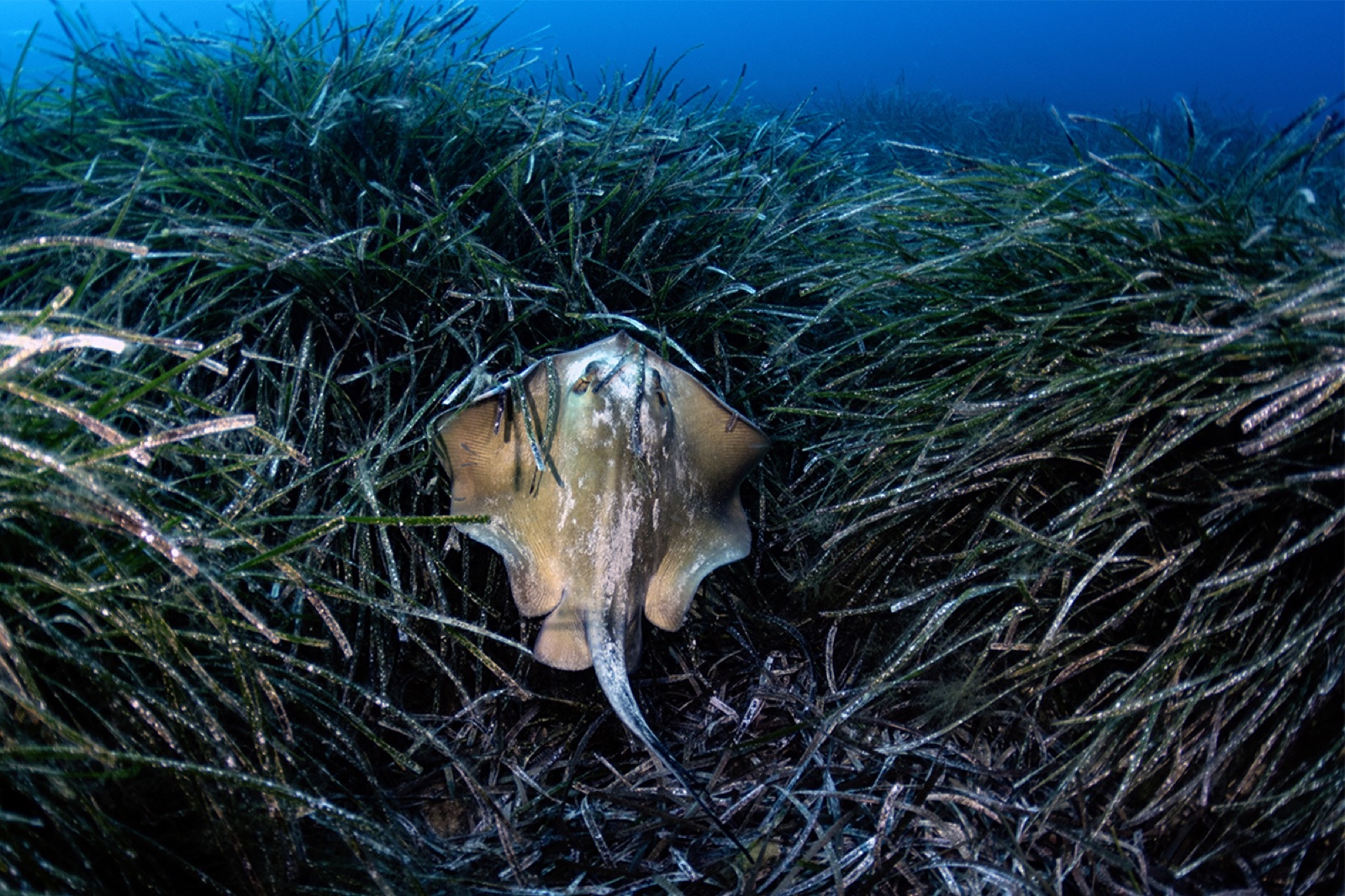 Photo of Common Stingray (Dasyatis pastinaca)