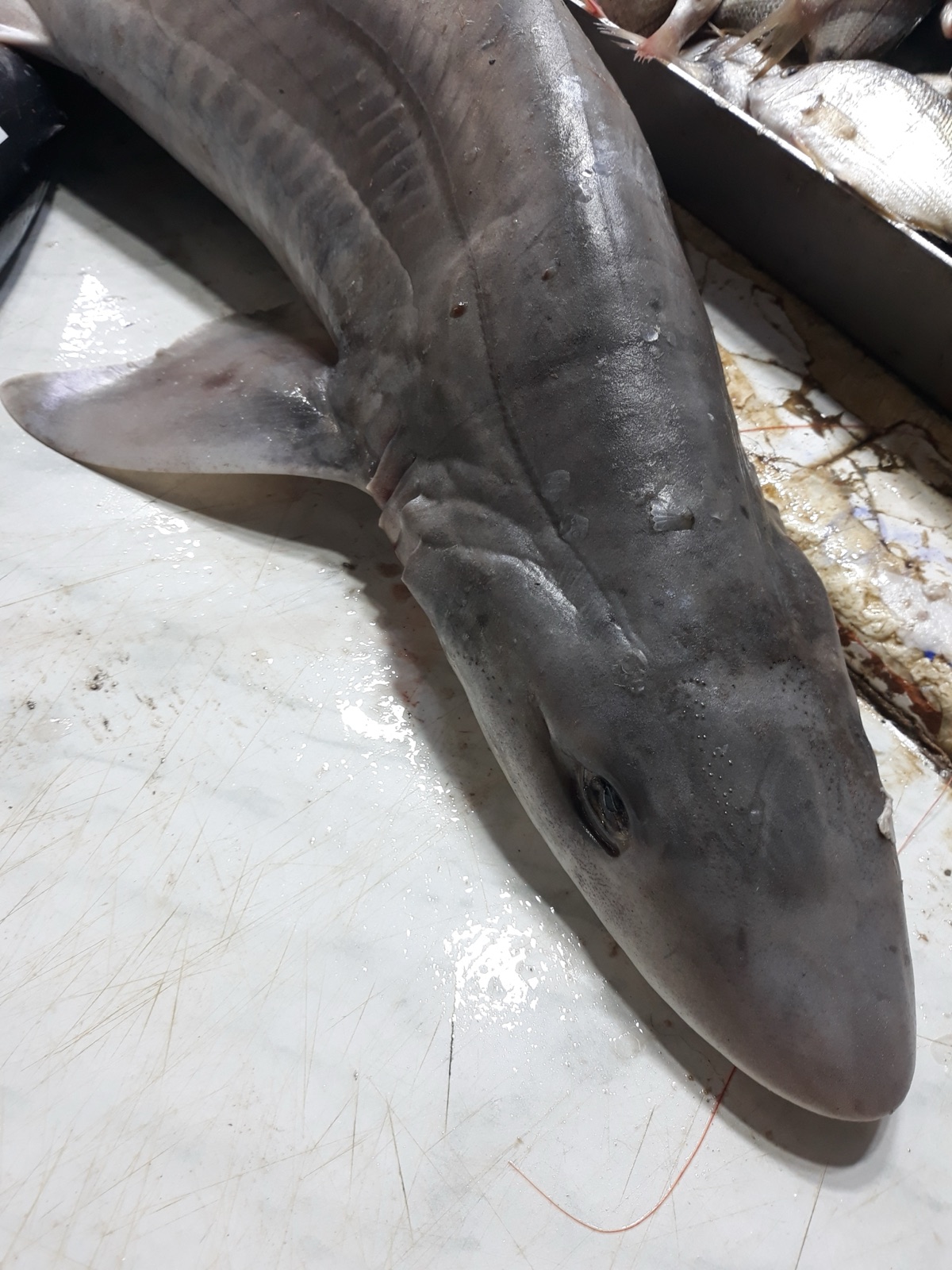 Foto de Musola Punteada (Mustelus punctulatus)
