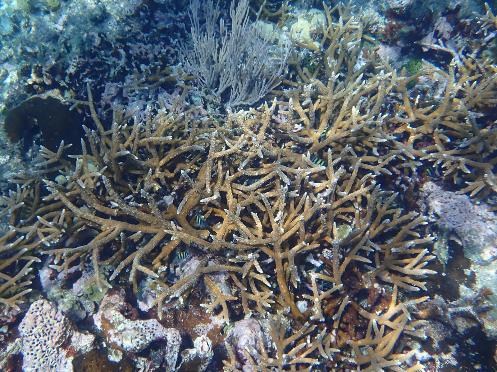 Photo of Staghorn coral (Acropora cervicornis)